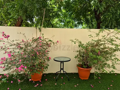 Outdoor Plants for sale