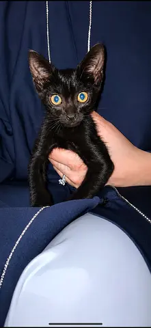 Kitten