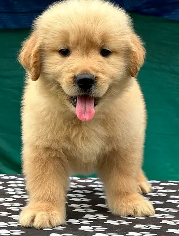Golden Retriever Puppies