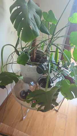 Plants (Indoor)  and Pots