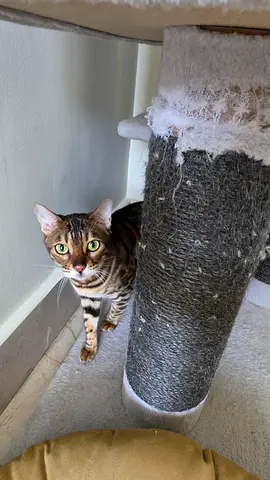 Bengal cat for adoption