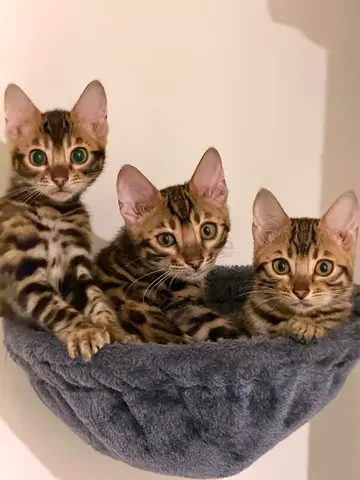 Bengal kitten