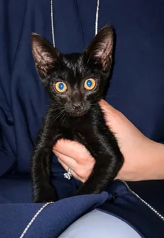 Free Kitten
