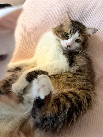 Male cat 3 year old beutered