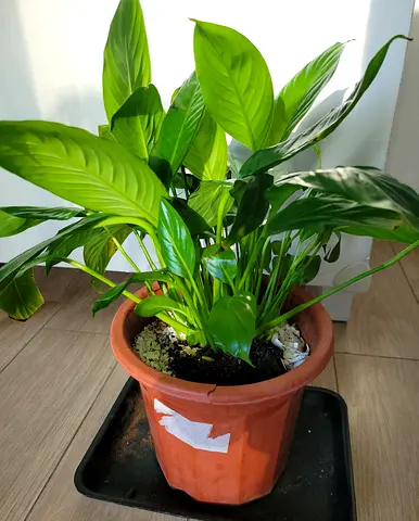 Peace Lily Plant