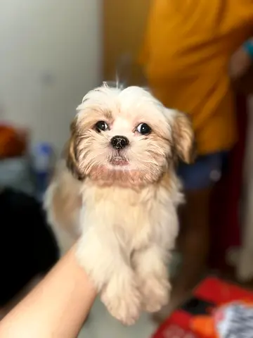 Friendly Shih Tzu Puppy looking for a new home
