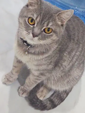 Friendly British Short Hair available for adoption. Need friendly owner well enough to take care.