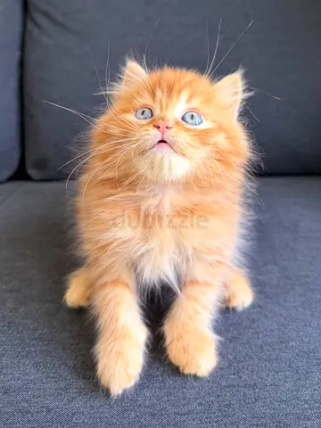 Adorable Pure Persian Kittens