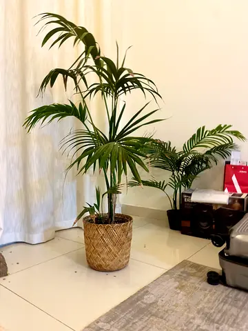 140 cm hight Live Indoor Kentia Palm in Woven Basket - Ready to Brighten a Room
