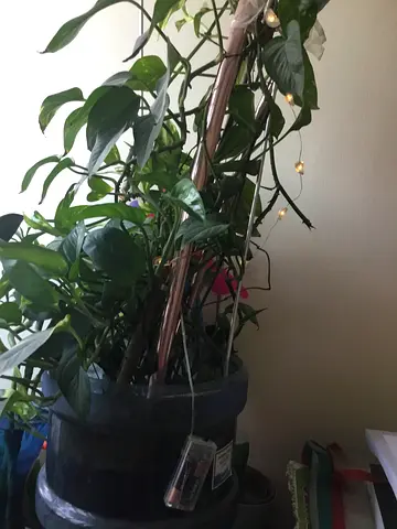 Large indoor pothos/philodendron plant in black pot - healthy, climbing