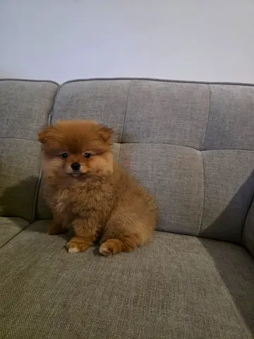 Puppy Pomeranian