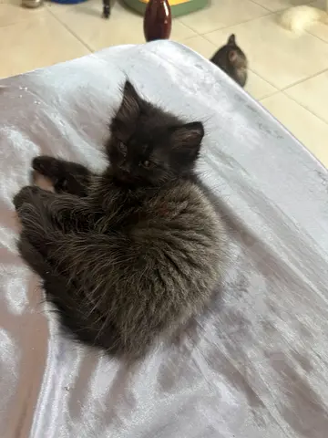 Kitten male for adoption