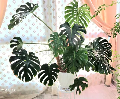 Large Healthy Monstera Deliciosa (Swiss Cheese Plant) in Pot - Indoor