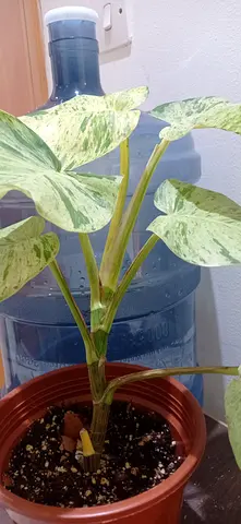 Pothos big leaf