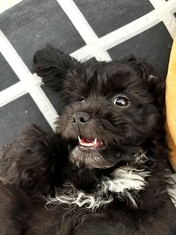 Maltipoo Pet Adoption Giveaway to a loving home in Abu Dhabi.