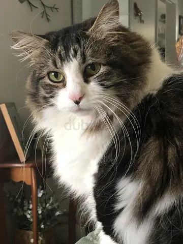 5 month baby kitten Siberiancat f