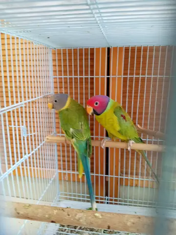 Plum headed parakeet very healthy and beautiful bonded pair active