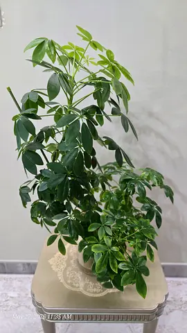 Tall indoor potted Schefflera plant in decorative tin