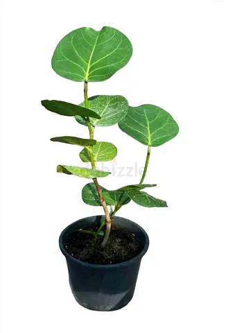 Banyan plant