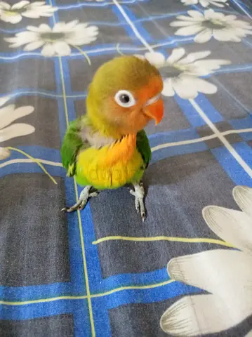 African fisher baby big size jumbo healthy and beautiful and active u have to hand feed
