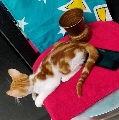 Sweet Ginger Boy needs a caring forever home