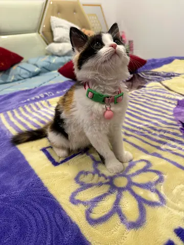 Female Kitten