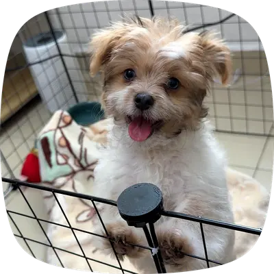 Rehoming 3.5-Month-Old Male Havanese Puppy 🐶