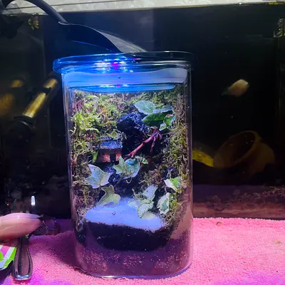 Handmade Mini Terrarium in Glass Jar with LED Top