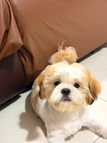 Shitzu
