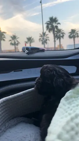 Puppy For Adoption