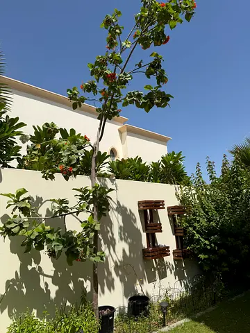 Flame tree