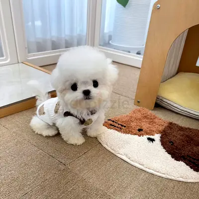 Tiny Bichon/Teacup Puppy playful and Ready for a Loving Home.