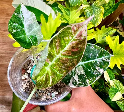 Alocasia black velvet pink variegated. Aed300/-. Pickup near financial center metro. Delivery possib