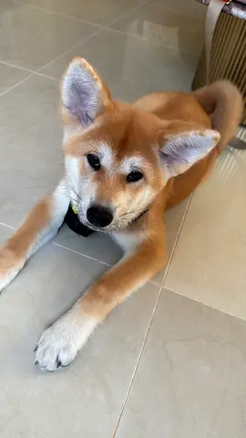 3-smonth-old Japanese Akita pure breed puppy — friendly, eats well, vaccinated