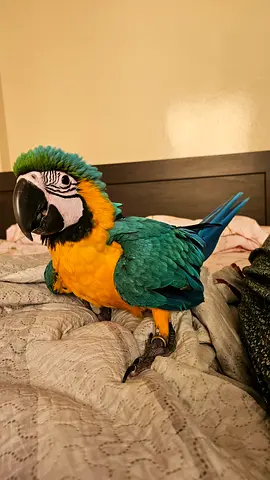 Baby macaw looking for a loving forever home