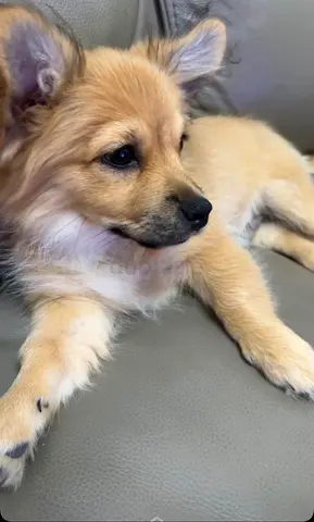 Dog