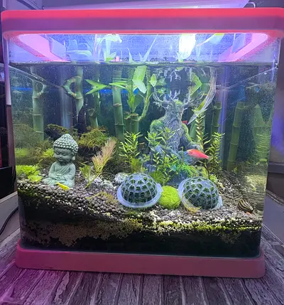 Fully planned shrim tank
