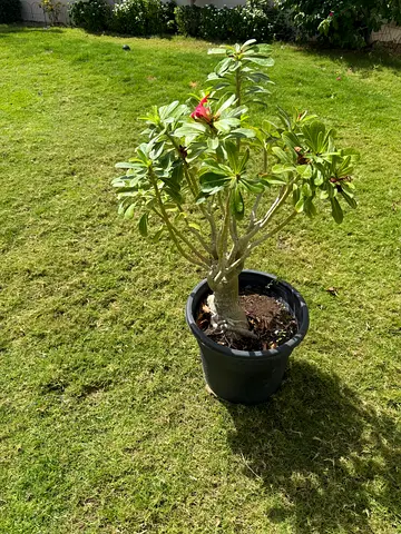 Desert Rose