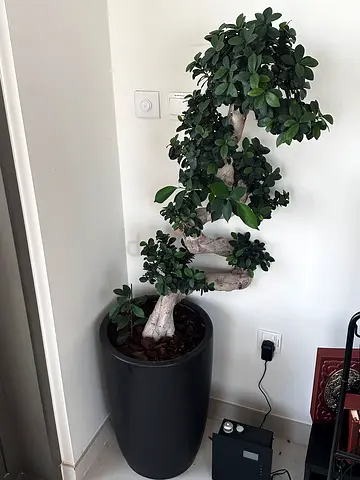 Large Indoor Bonsai Ficus Tree in Black Planter - Healthy, Mature