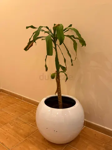 Dracaena plant in white ceramic pot - ready to rehome (2 pcs) 200 AED for both