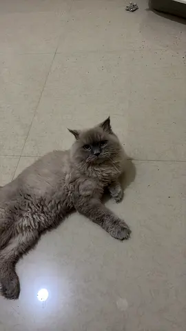 Cat for adoption