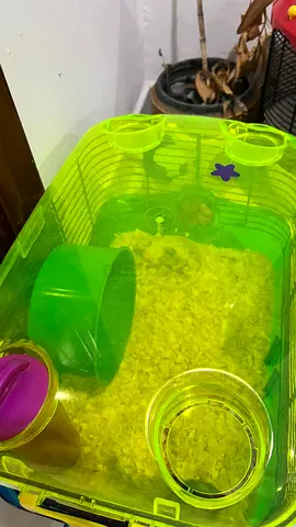 Hamster cage