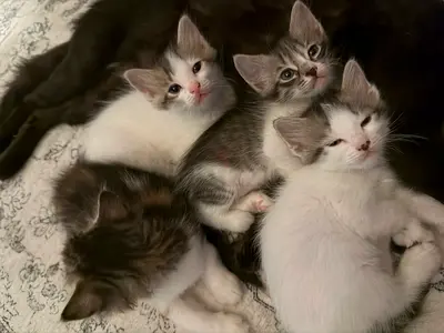 Kitten for free adoption