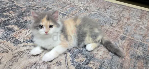 kitten