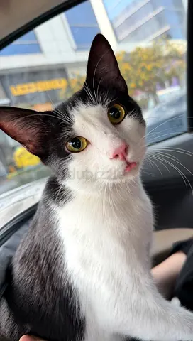 Male 2 year old neutered rehoming