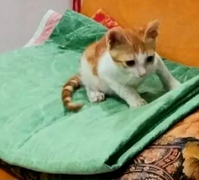 Daisy Girl Kitten needs a loving forever home