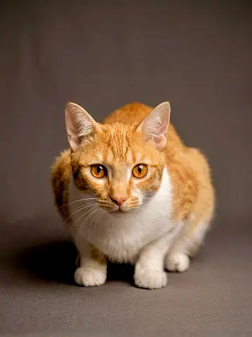 Free Kitten for Adoption - 10 months, vetted, microchipped, neutered.