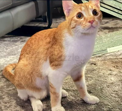 Ronnie boy for adoption