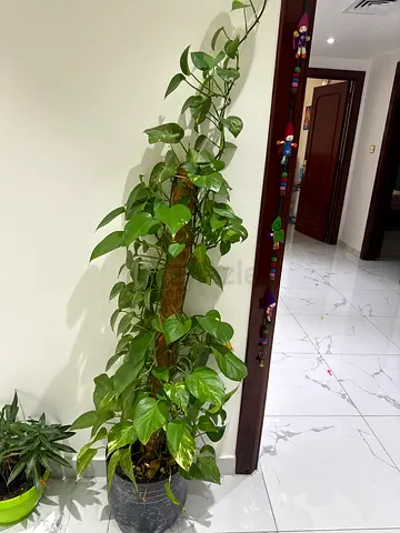 Tall indoor pothos (money plant) on moss pole - healthy, mature