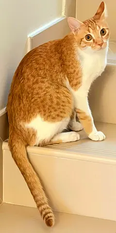ORLANDO boy needs a loving forever home